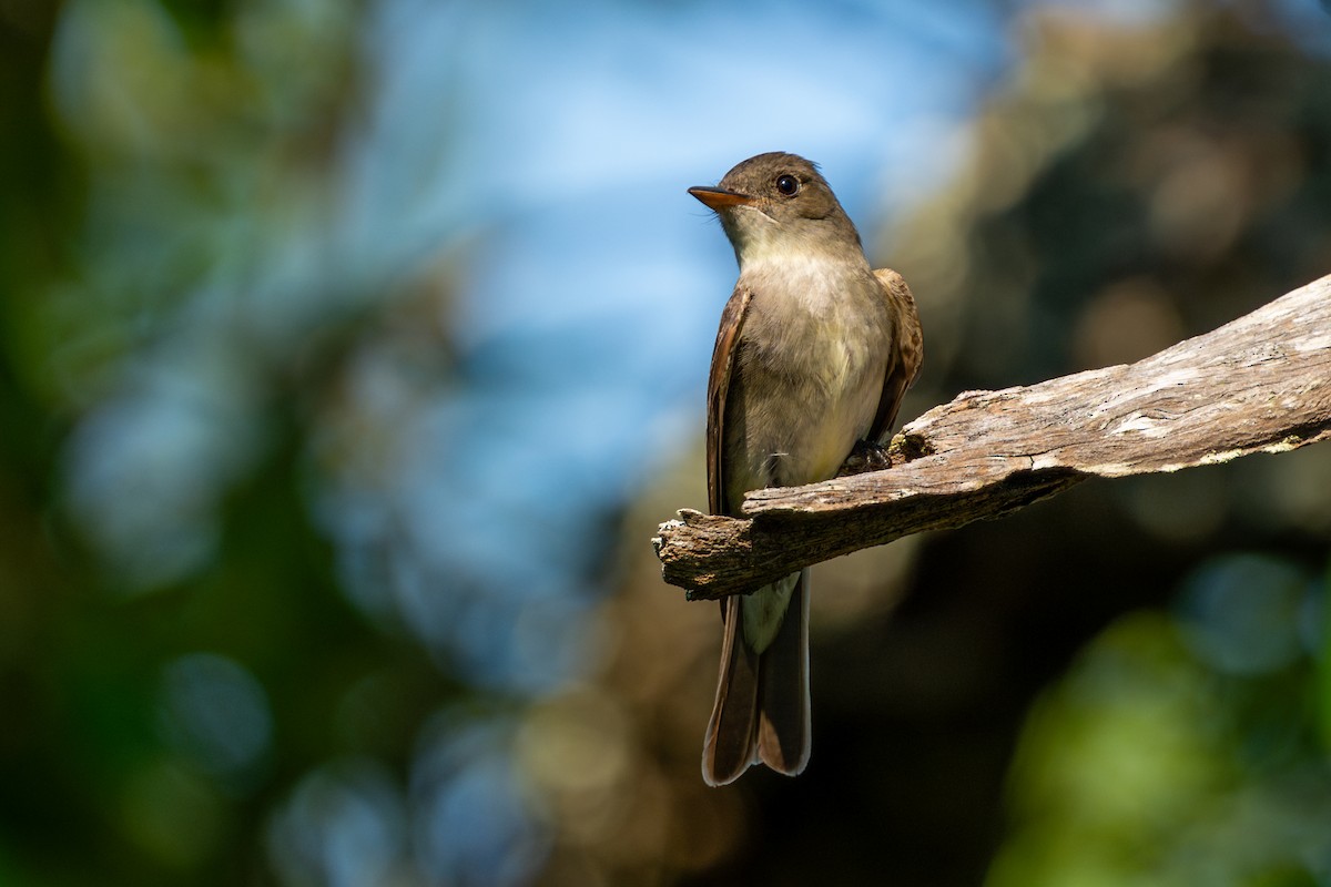 Eastern Wood-Pewee - ML642141146
