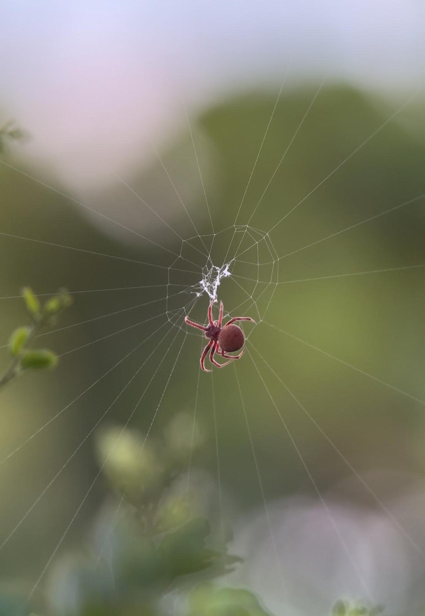 Паукообразные - ML642141148