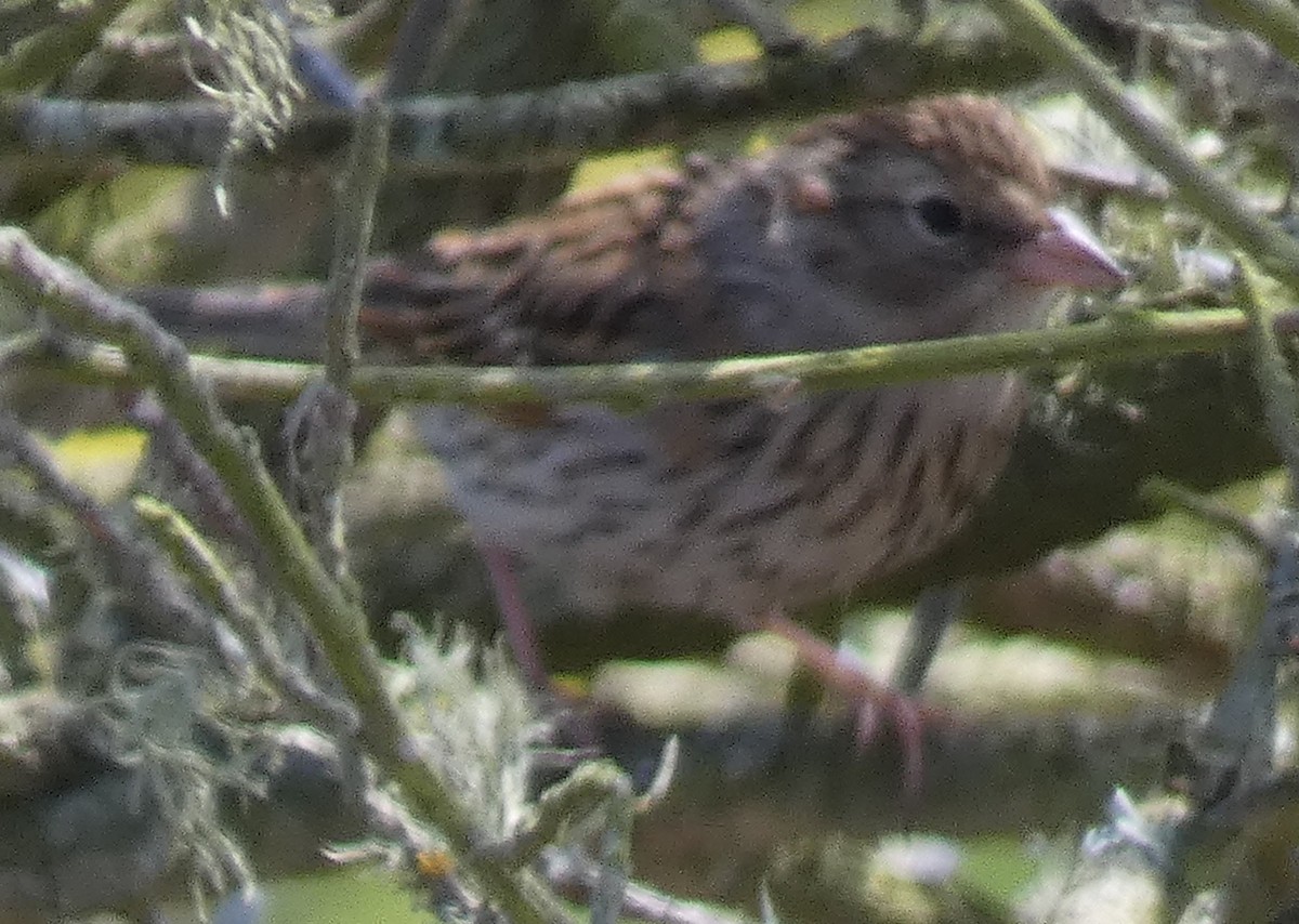 Chipping Sparrow - ML642141150