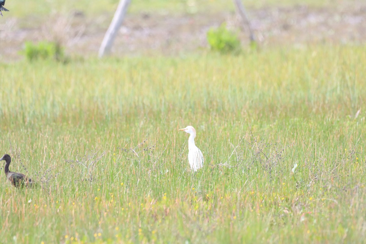 Western Cattle-Egret - ML642141156