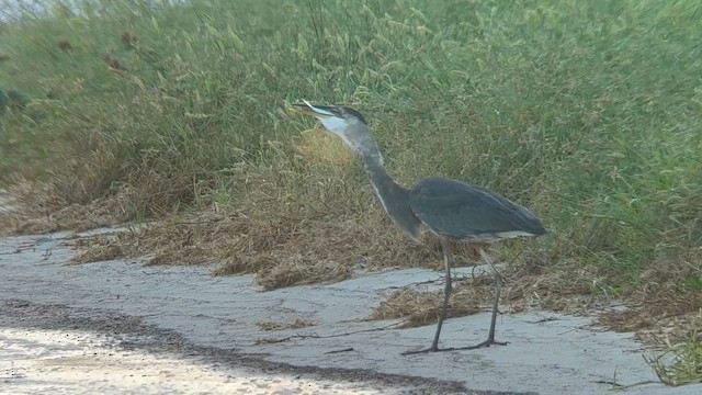 Great Blue Heron (Great Blue) - ML642141169