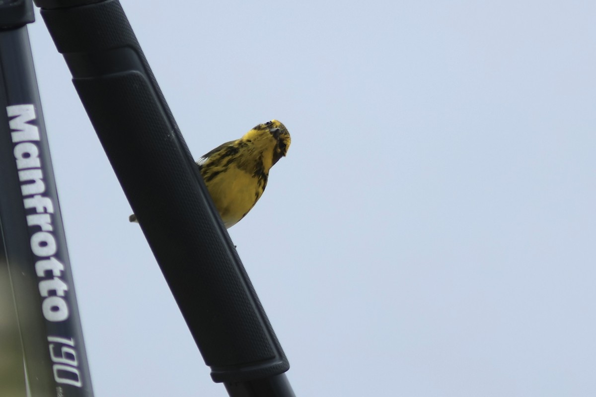 Townsend's Warbler - ML642141174