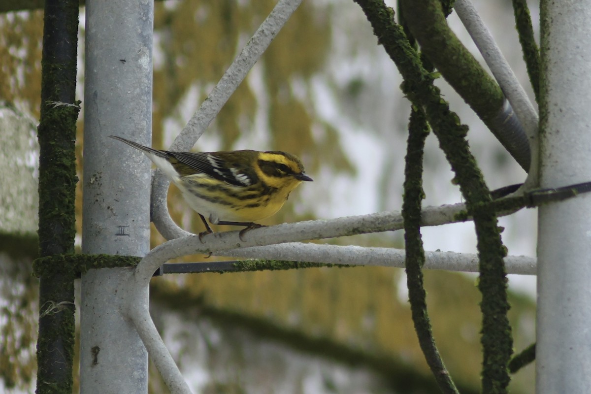 Townsend's Warbler - ML642141175