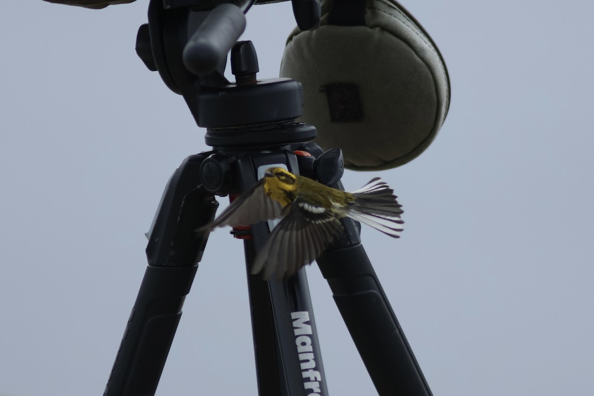 Townsend's Warbler - ML642141178