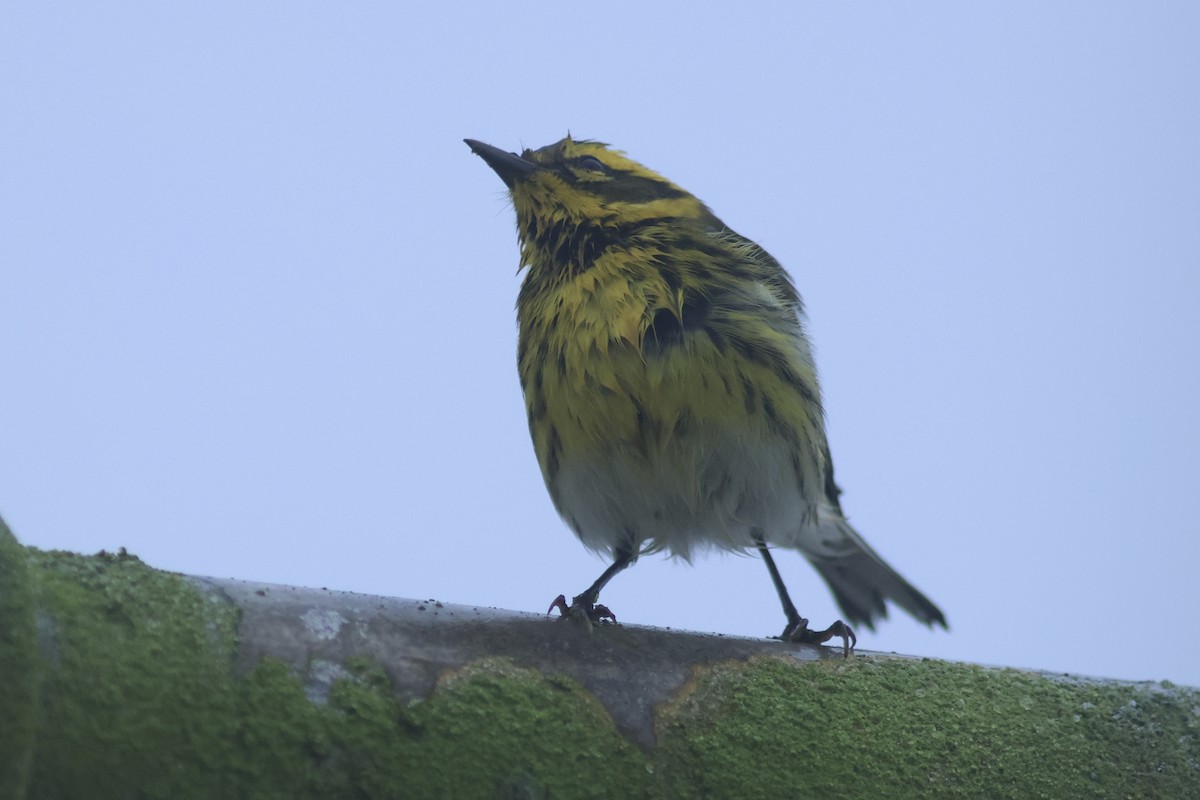 Townsend's Warbler - ML642141179