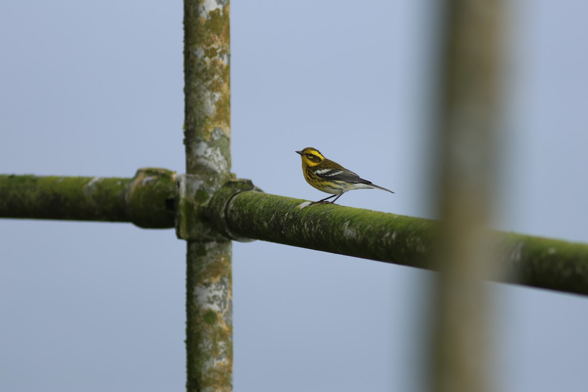Townsend's Warbler - ML642141180