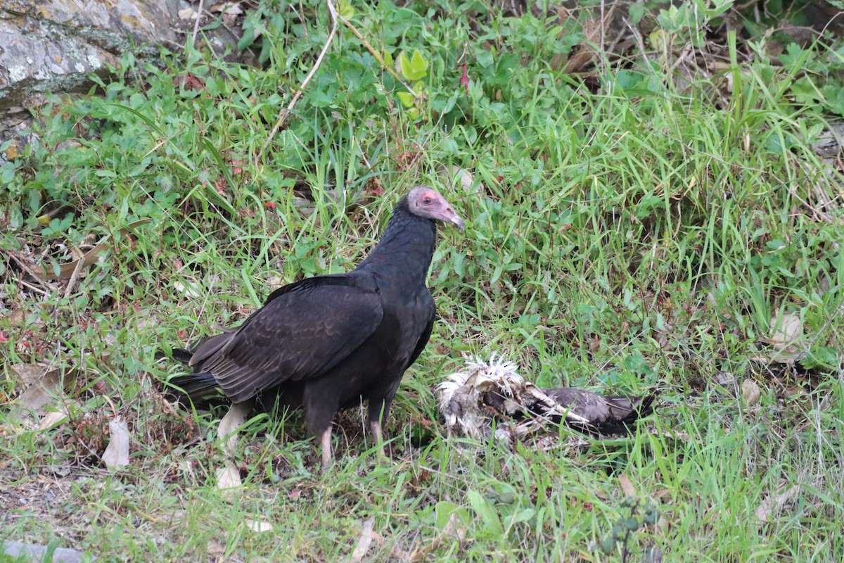 Turkey Vulture - ML642141182