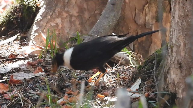 White-collared Blackbird - ML642141229