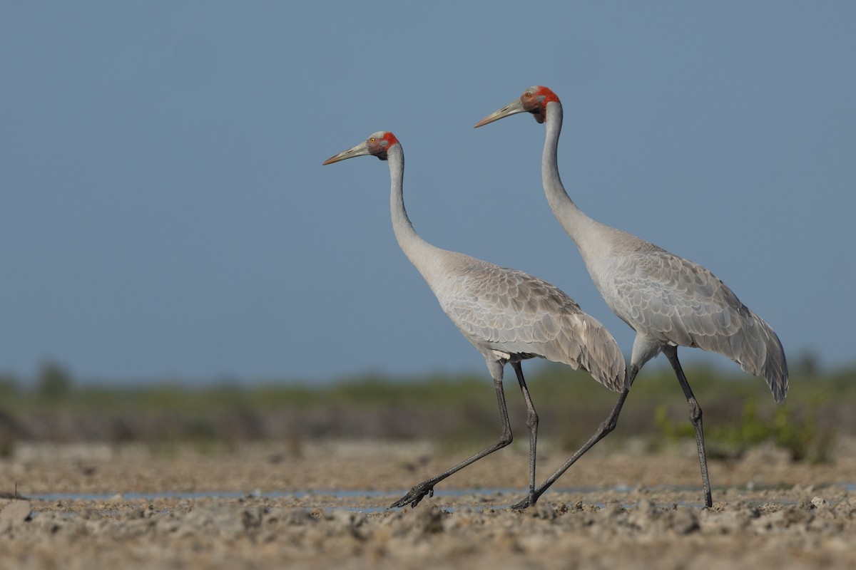 Brolga - ML642141232