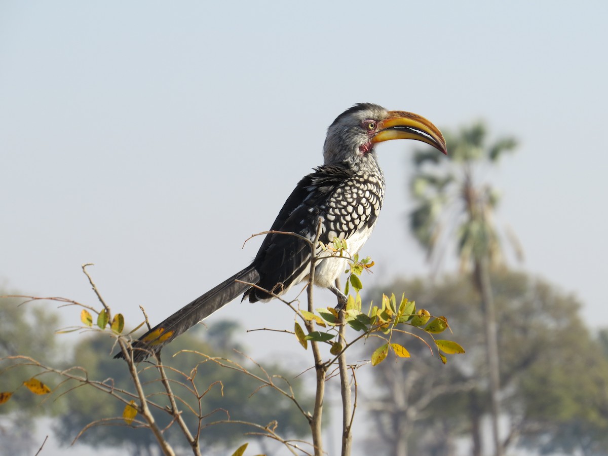 Southern Yellow-billed Hornbill - ML642141236