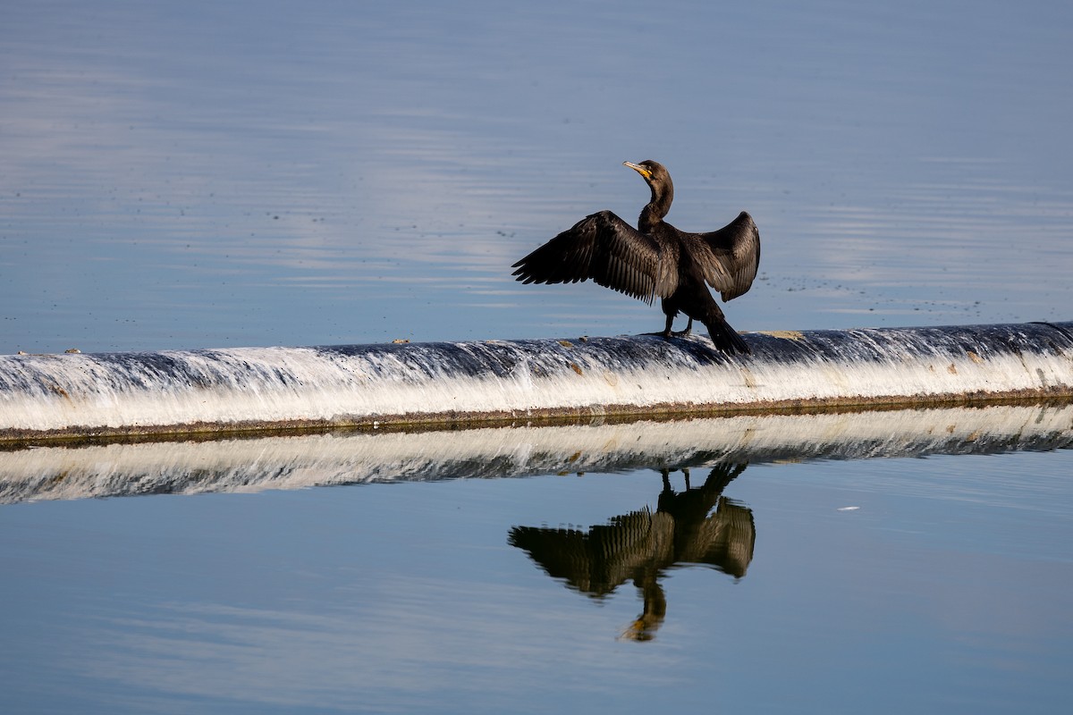 Cormoran à aigrettes - ML642141240