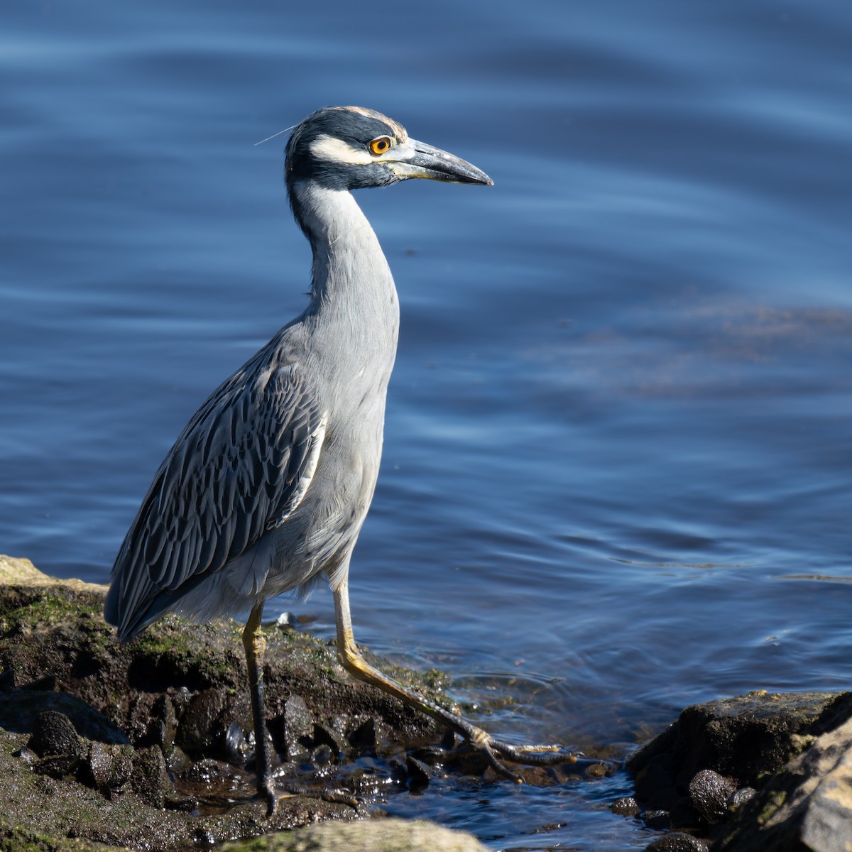 Yellow-crowned Night Heron - ML642141242