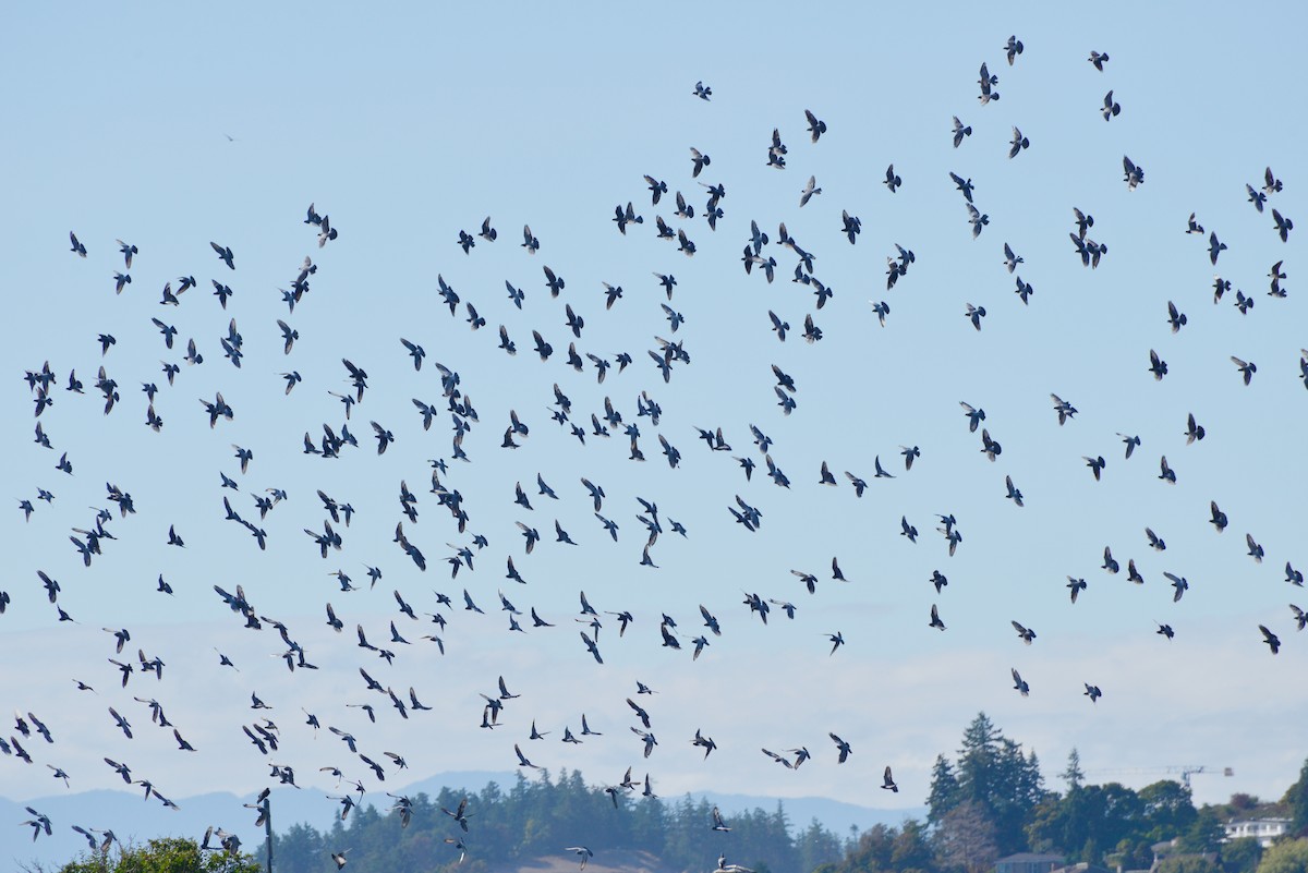 Rock Pigeon (Feral Pigeon) - ML642141245