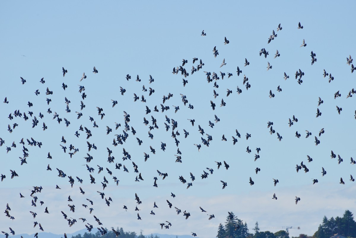 Rock Pigeon (Feral Pigeon) - ML642141246