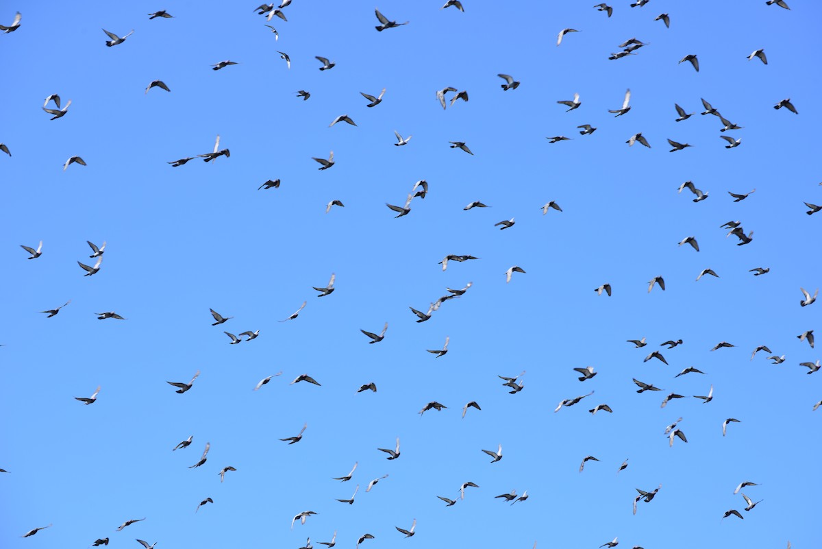 Rock Pigeon (Feral Pigeon) - ML642141247