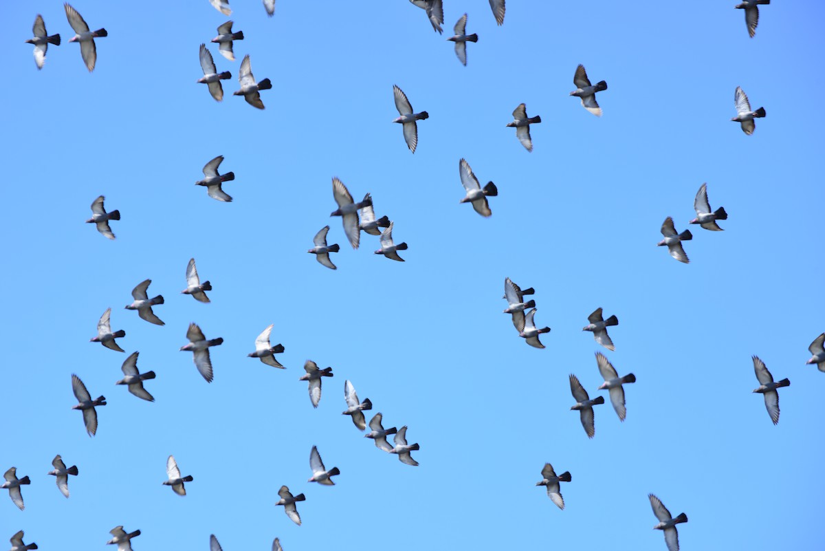 Rock Pigeon (Feral Pigeon) - ML642141248