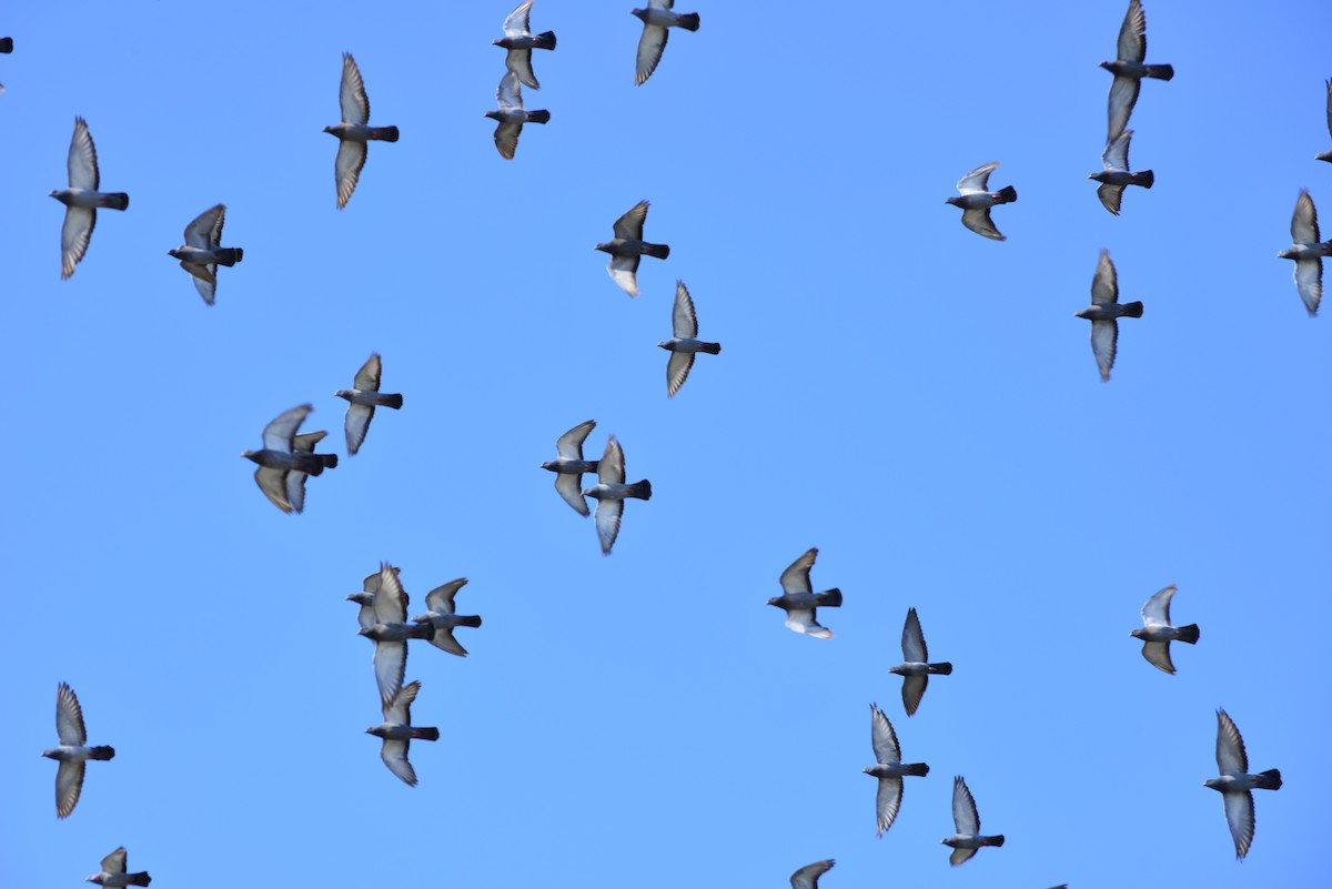 Rock Pigeon (Feral Pigeon) - ML642141249