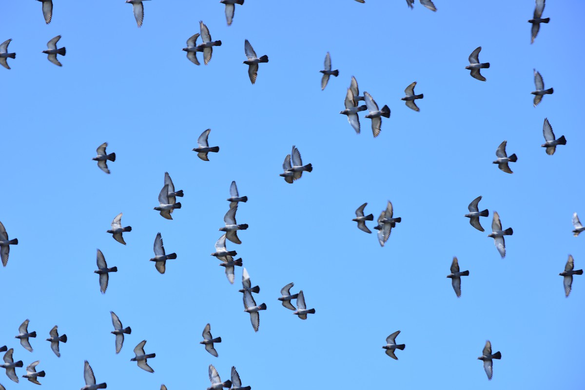 Rock Pigeon (Feral Pigeon) - ML642141250