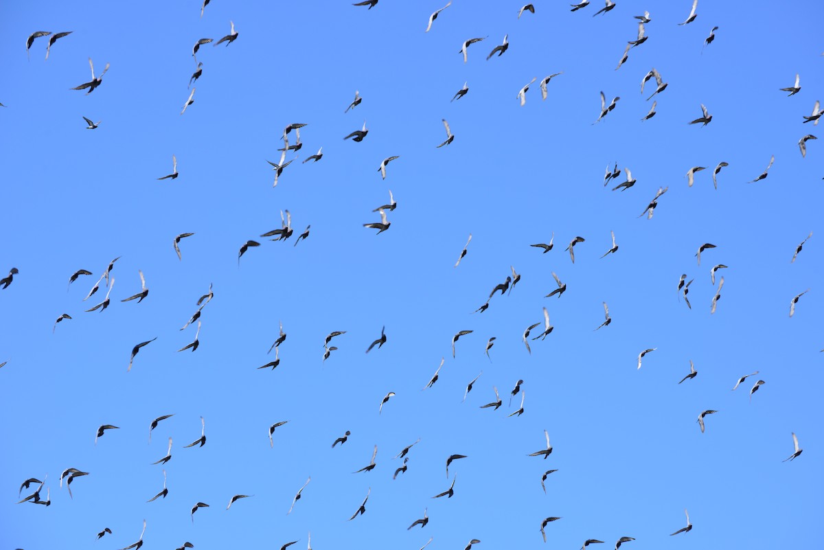 Rock Pigeon (Feral Pigeon) - ML642141251