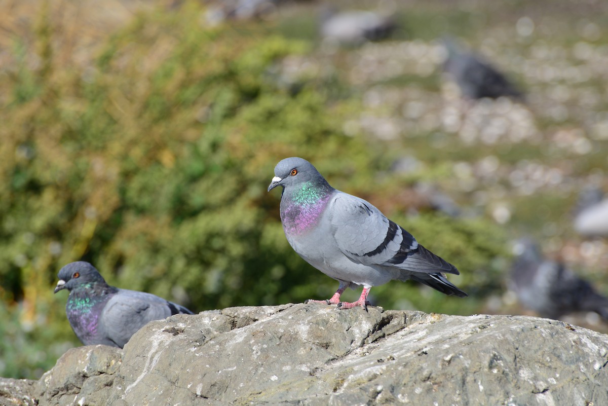 Rock Pigeon (Feral Pigeon) - ML642141252