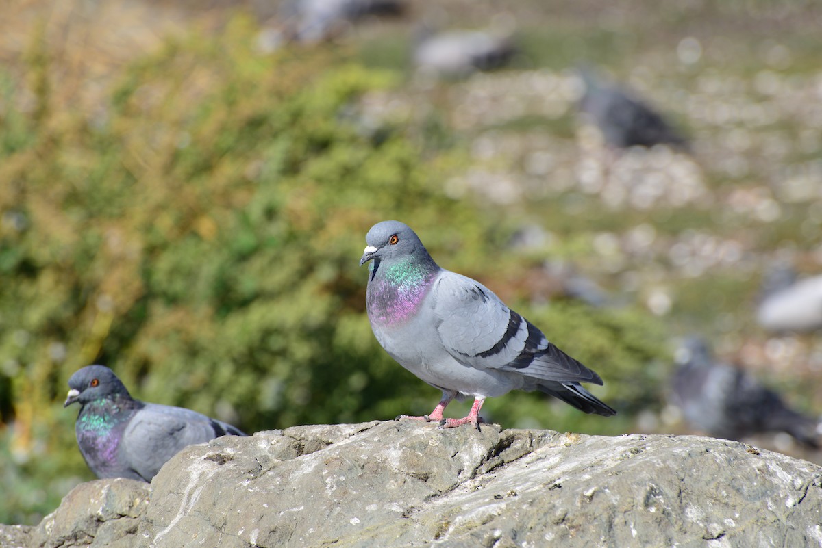 Rock Pigeon (Feral Pigeon) - ML642141253