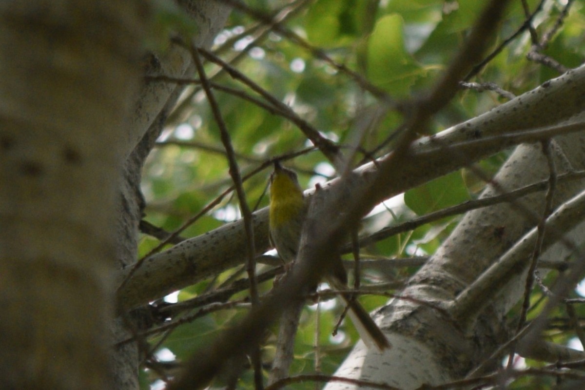 Rufous-capped Warbler - ML642141259