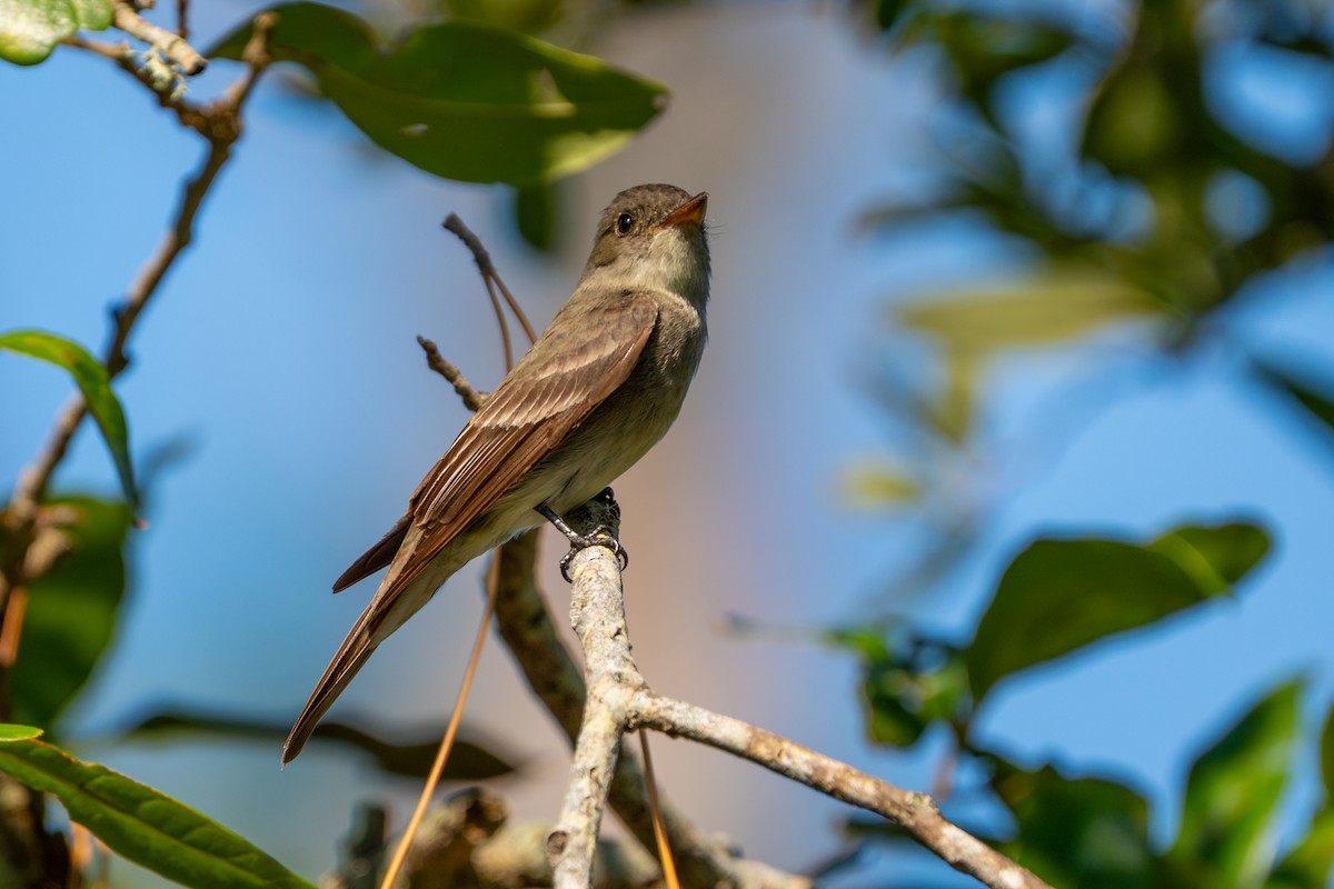 Eastern Wood-Pewee - ML642141265