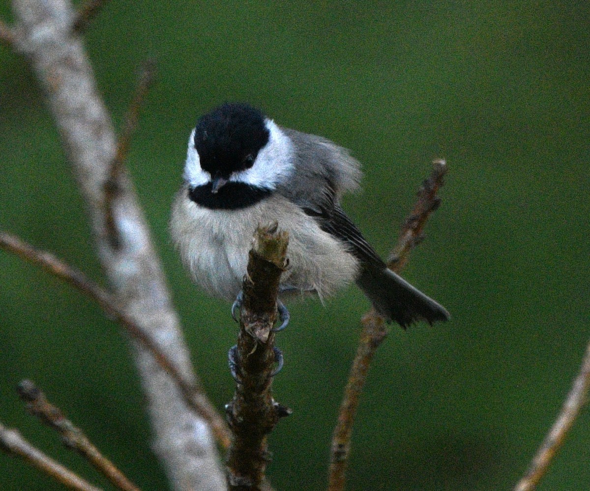 Carolina Chickadee - ML642141267