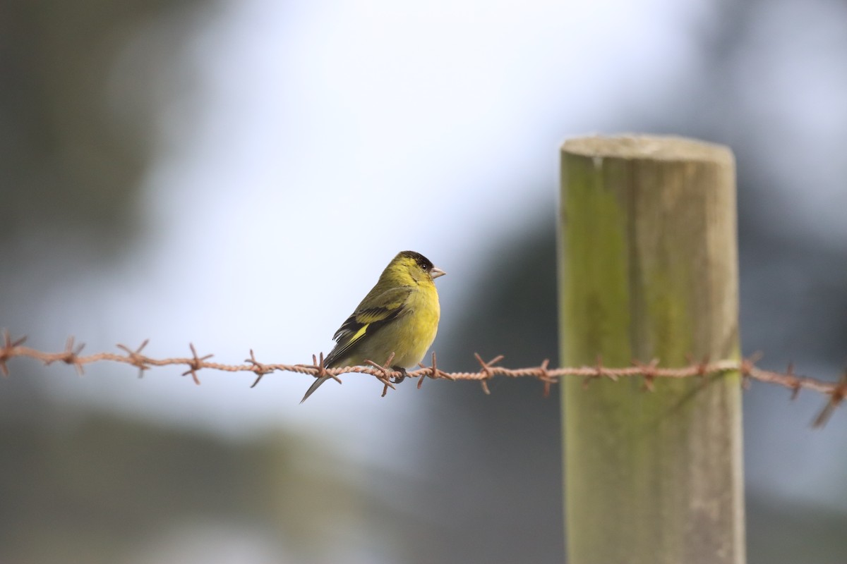 Black-chinned Siskin - ML642141268