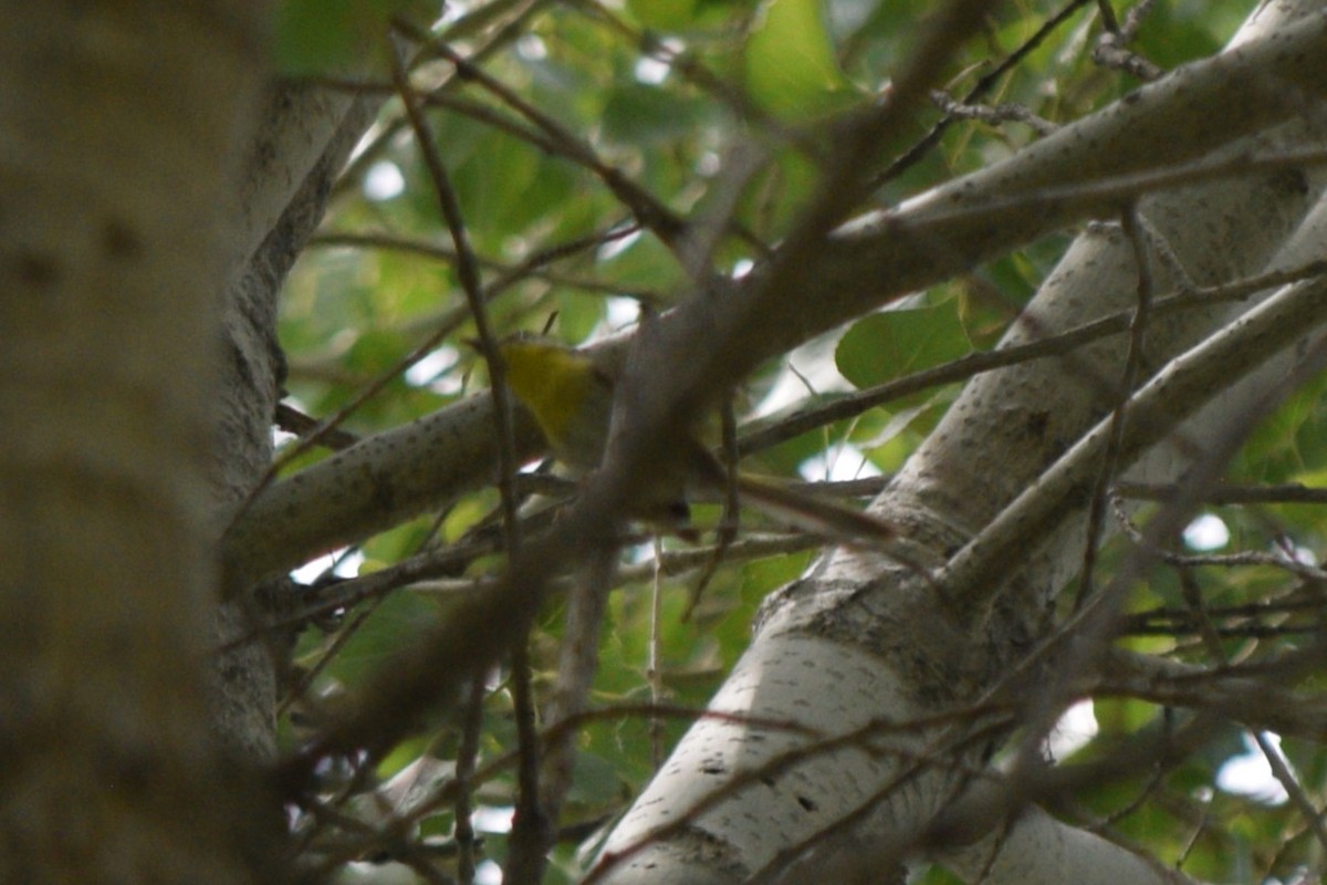 Rufous-capped Warbler - ML642141280