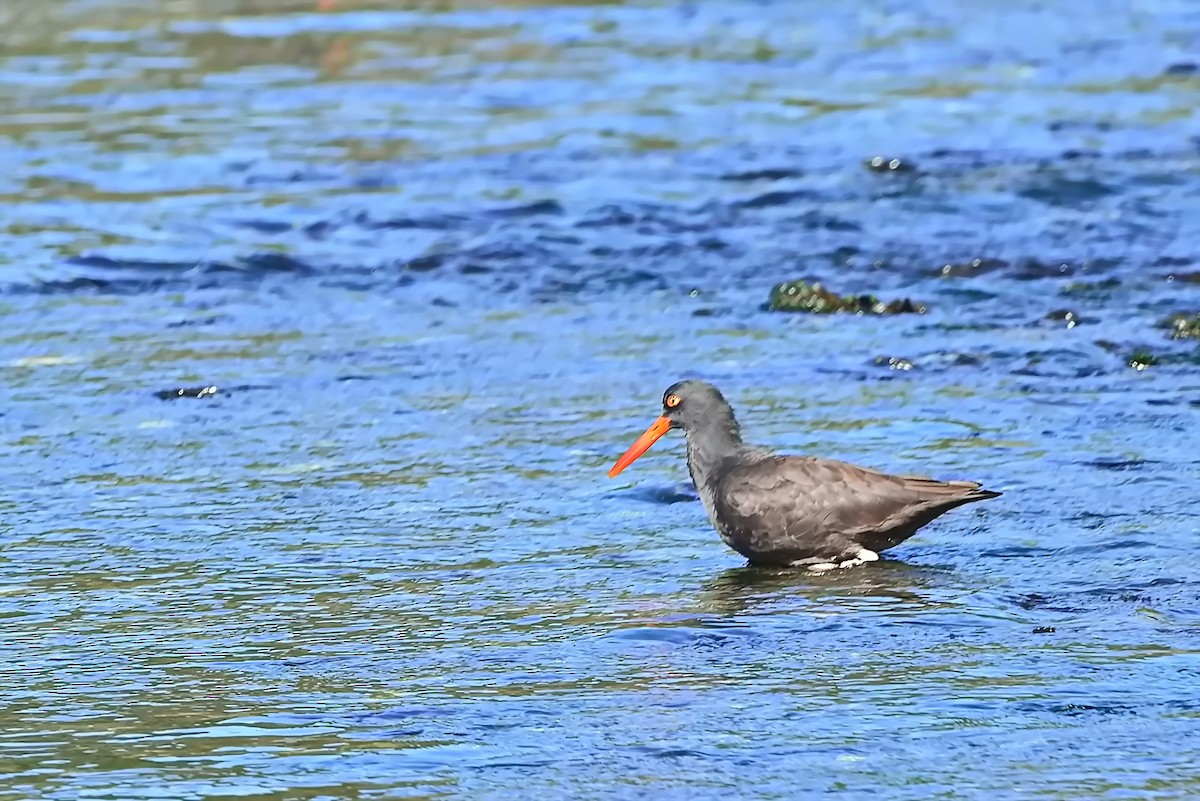 Black Oystercatcher - ML642141289