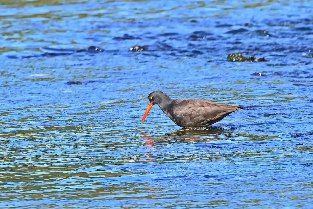 Black Oystercatcher - ML642141290