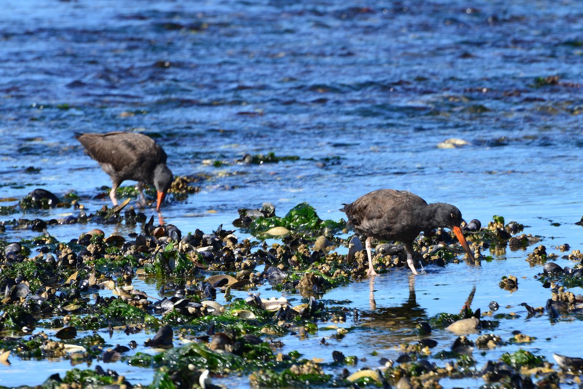 Black Oystercatcher - ML642141291