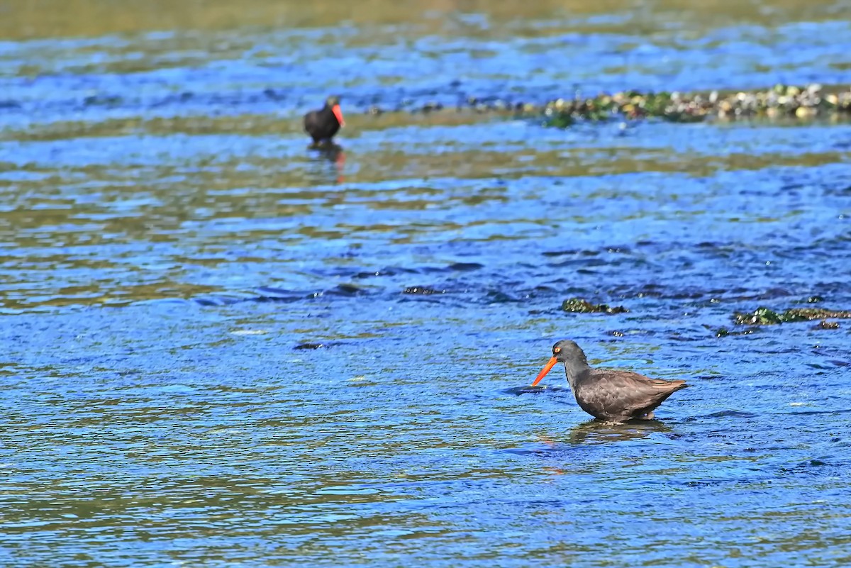 Black Oystercatcher - ML642141292