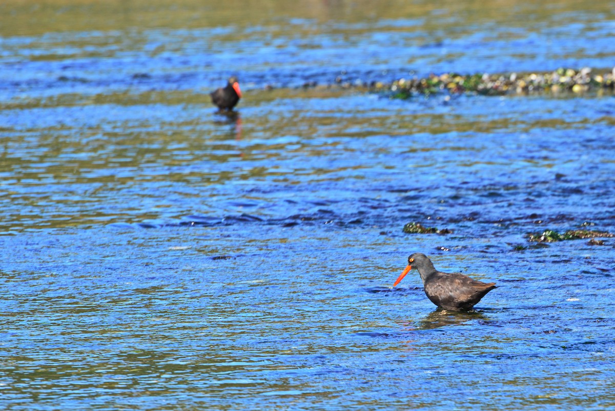 Black Oystercatcher - ML642141294