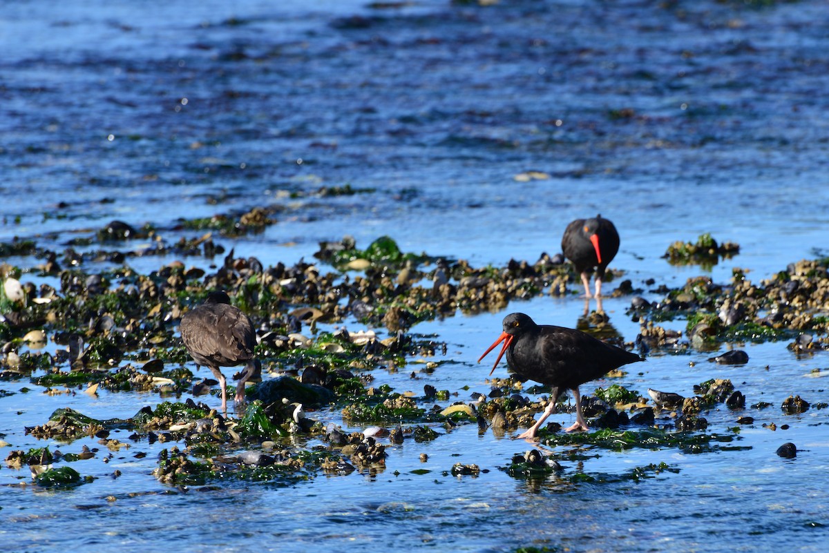 Black Oystercatcher - ML642141295