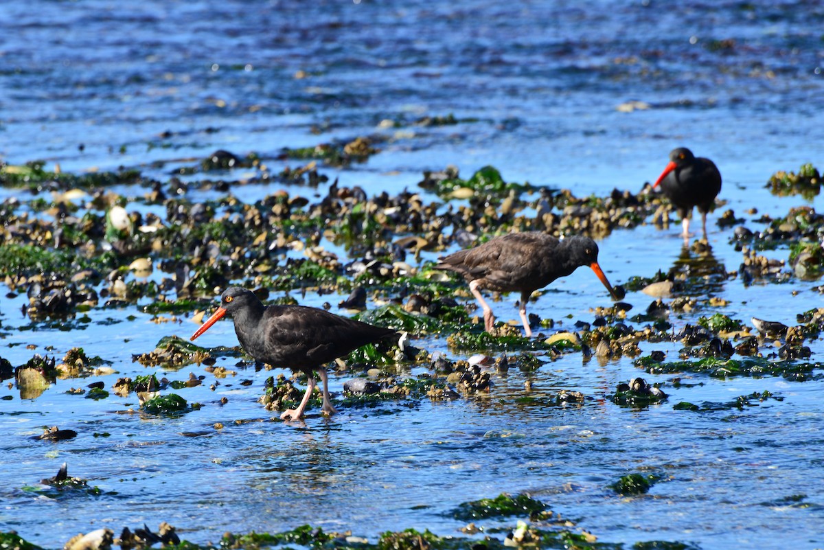 Black Oystercatcher - ML642141296