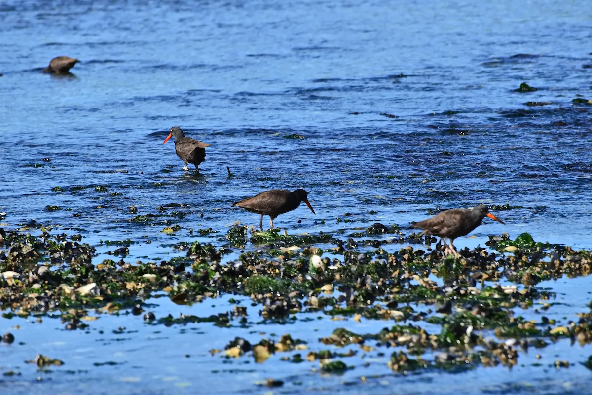 Black Oystercatcher - ML642141297