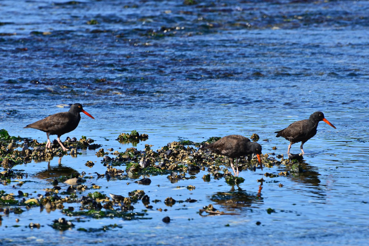 Black Oystercatcher - ML642141298