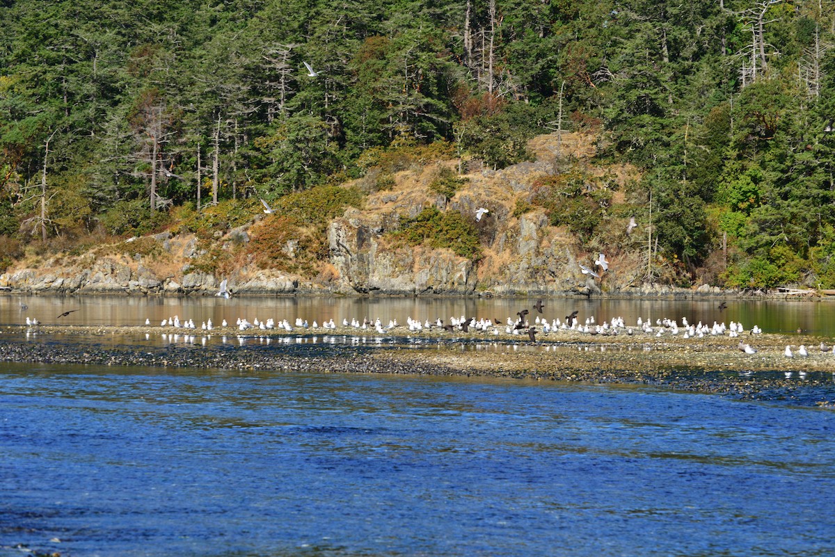 Black Oystercatcher - ML642141299