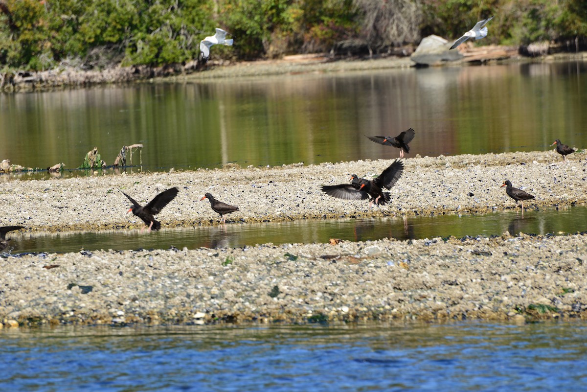 Black Oystercatcher - ML642141300