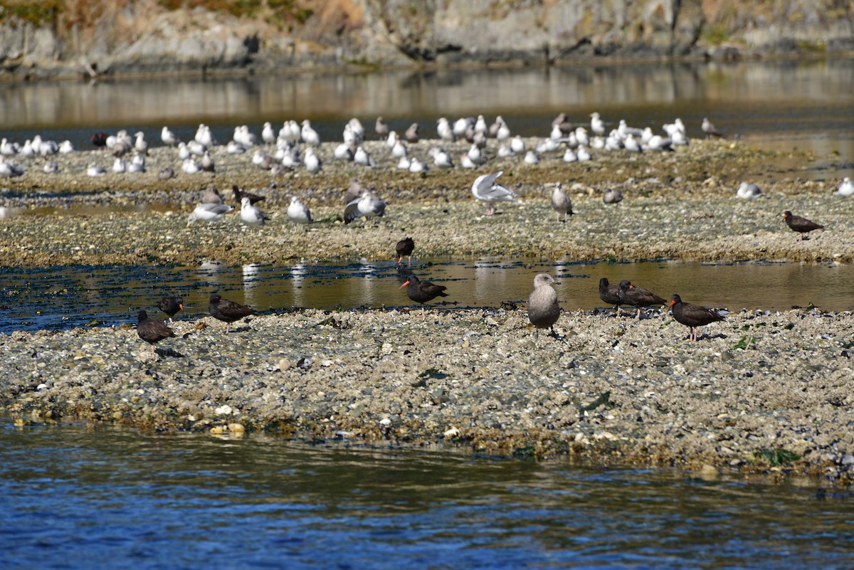 Black Oystercatcher - ML642141301