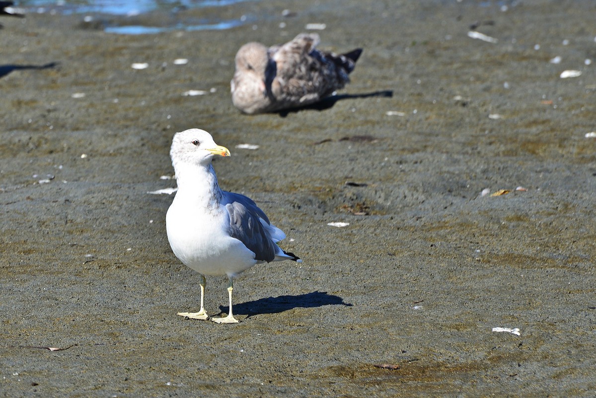 California Gull - ML642141319