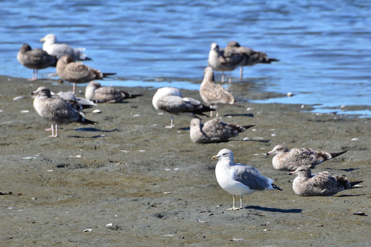 California Gull - ML642141320