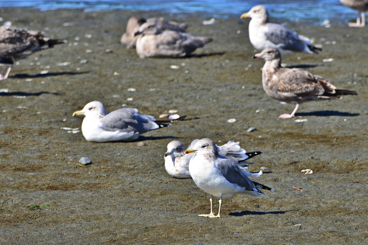 California Gull - ML642141321