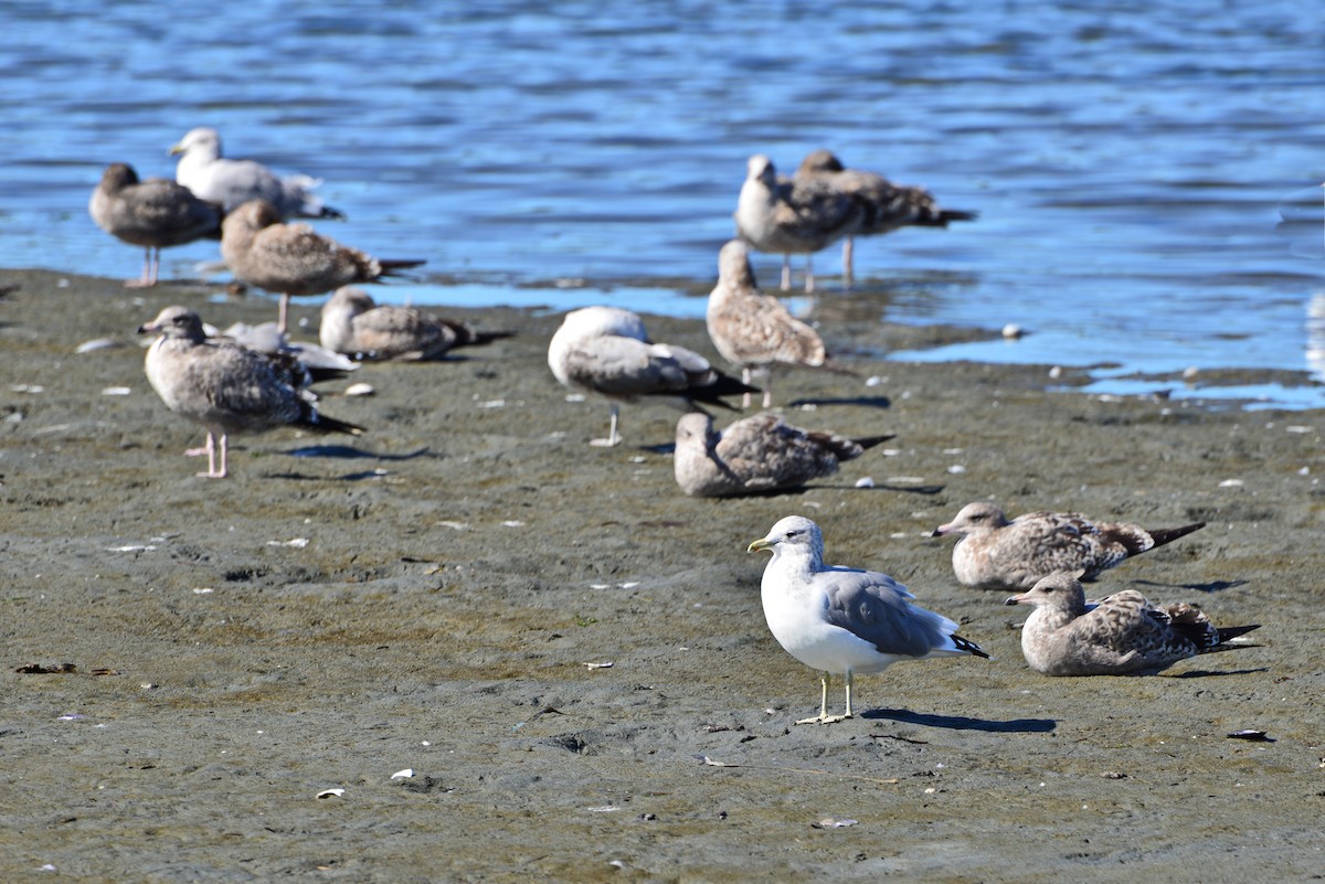 California Gull - ML642141322