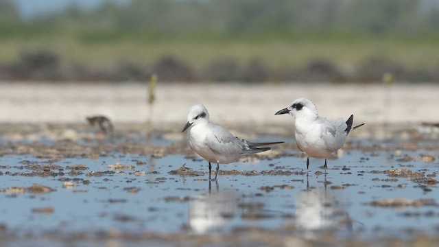Australian Tern - ML642141326
