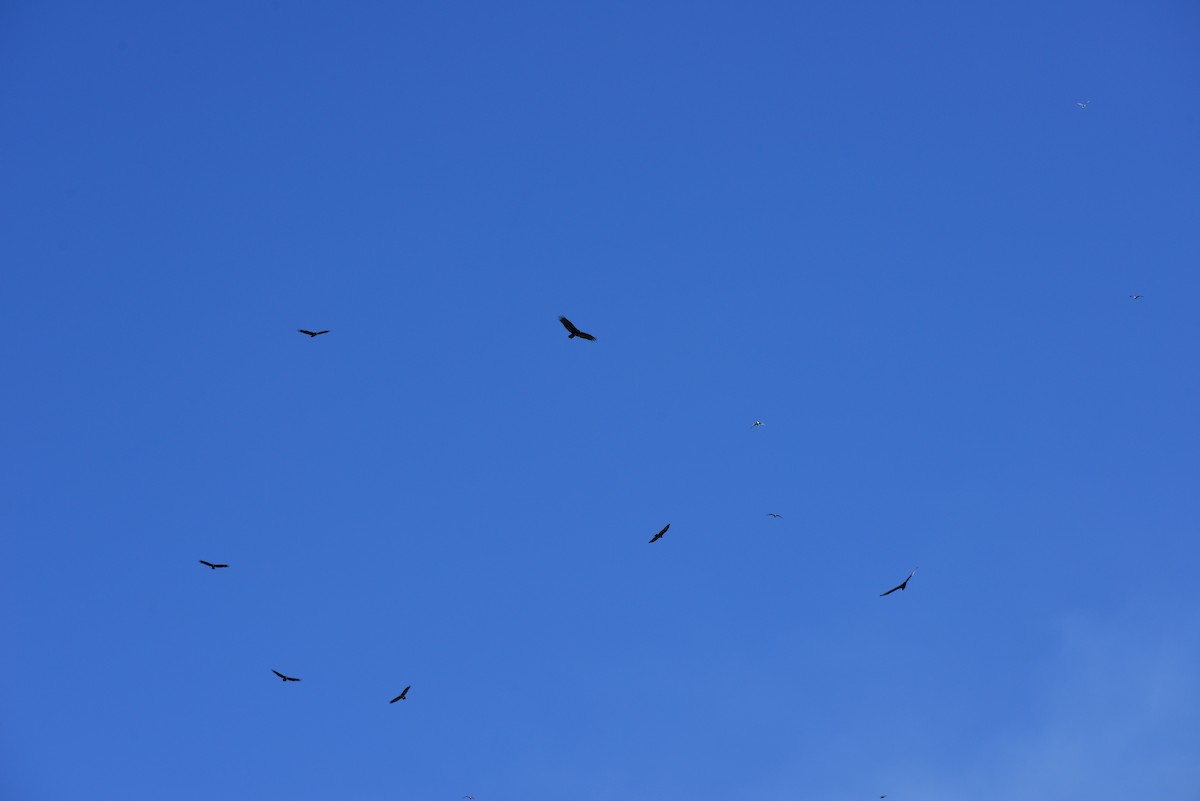 Turkey Vulture - ML642141330