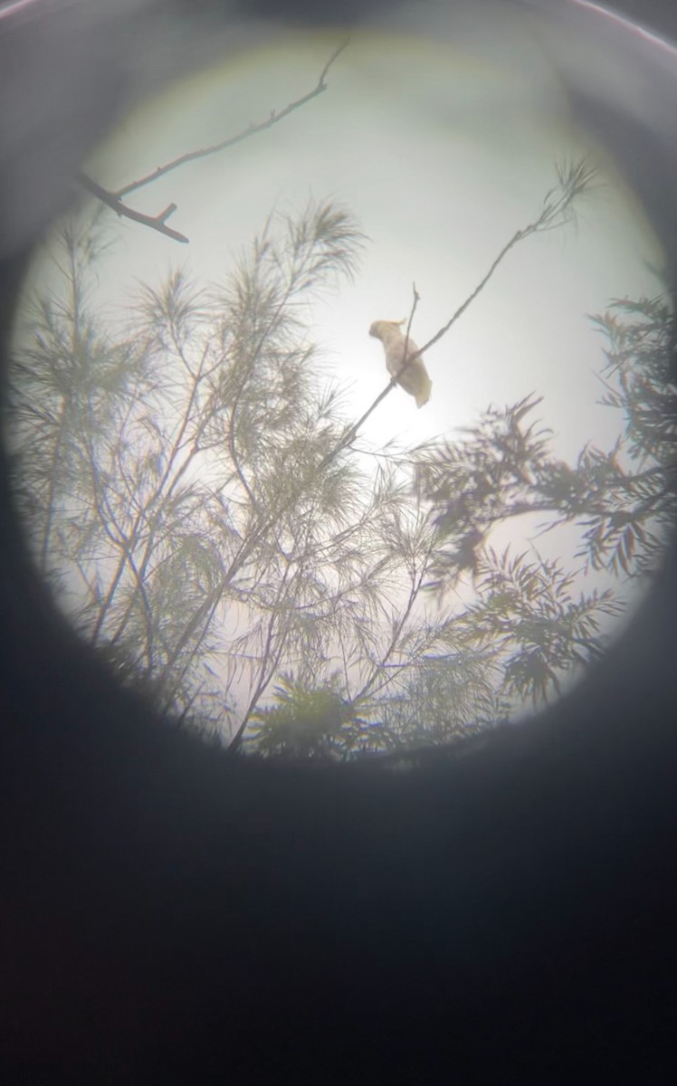 Yellow-crested Cockatoo - ML642141333