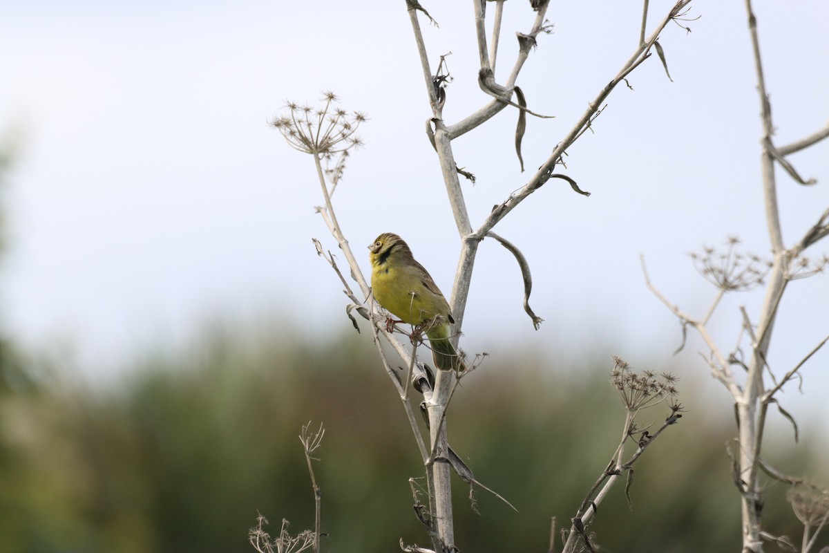 Grassland Yellow-Finch - ML642141334